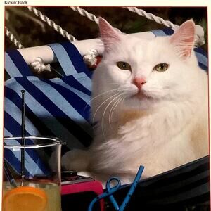 1994 Rose Art, Eastman Kodak 550 PC Jigsaw Puzzle, Catnap in Hammock, No. 99999